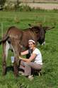 Des infos sur le lait d'Anesse