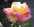 rosiers.jpg