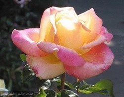 rosiers.jpg