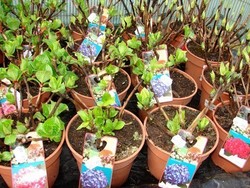 Hortensias jardin.JPG