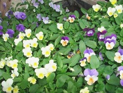 Plants de viola cornuta.jpg