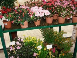 Fleurs de printemps.jpg