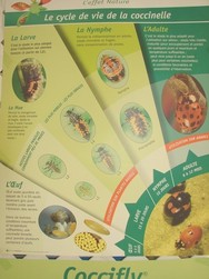 Coccifly Cycle de vie.JPG