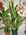 Brom�lia sur tronc 25,00 �.jpg