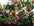 Fleurs � offrir.jpg
