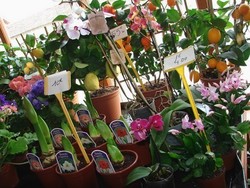 Fleurs � offrir.jpg
