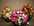 Coupes moyens mod�les.jpg