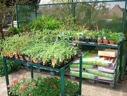 Plants de l�gumes
