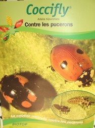 Coccifly.JPG