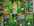 Pois, haricots, f�ves