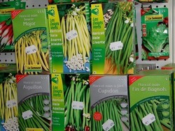 Pois, haricots, f�ves