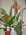Orchid�e 26,00 �.jpg