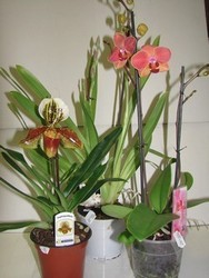 Orchid�e 26,00 �.jpg