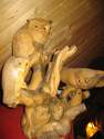 famille chouette