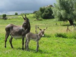 Udjiji et sa m�re Gigi 