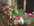 Fleurs a offrir