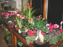 Fleurs a offrir