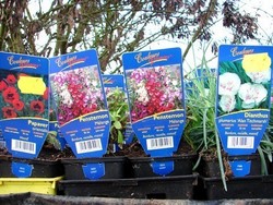 Pavots, oeillets, penstemons....jpg