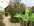 Arbustes d'ornement - arbres fruitiers - rosiers - vigne 