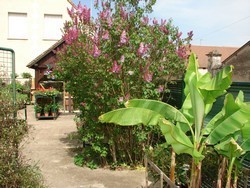 Arbustes d'ornement - arbres fruitiers - rosiers - vigne 