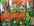 Haricots secs ou demi-secs.jpg