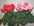 Cyclamen 8,00 �.jpg