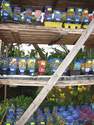 Vivaces - fraisiers - aromatiques