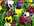 Plants de pens�es.jpg