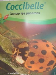 Coccibelle.JPG