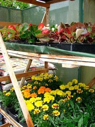 Plants de fleurs
