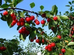 fruitiers.jpg