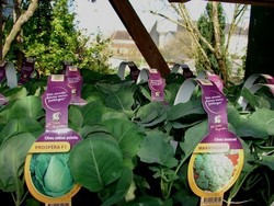 Choux pointus et brocolis B 12.jpg