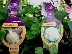 C�l�ris raves et choux fleurs B 6.jpg